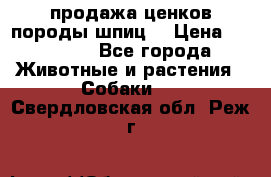 продажа ценков породы шпиц  › Цена ­ 35 000 - Все города Животные и растения » Собаки   . Свердловская обл.,Реж г.